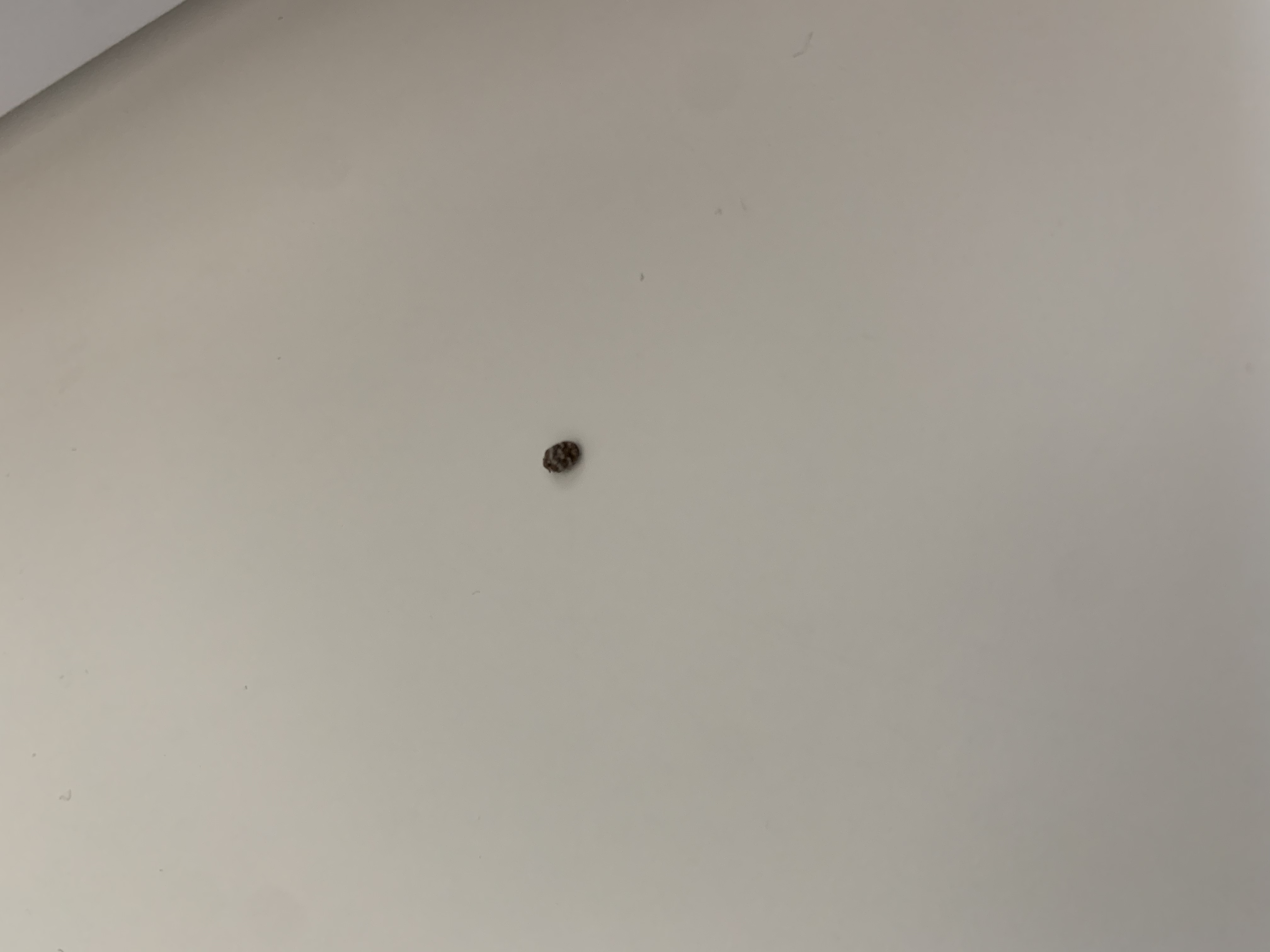 Picture for question