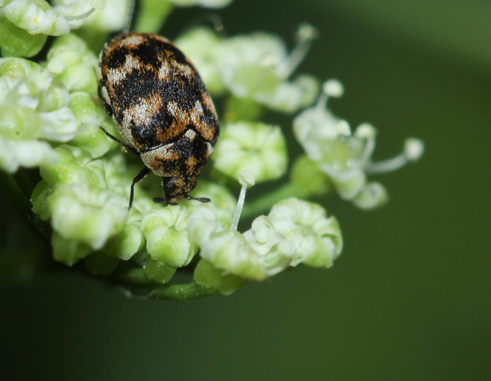 Plaatje bij antwoord