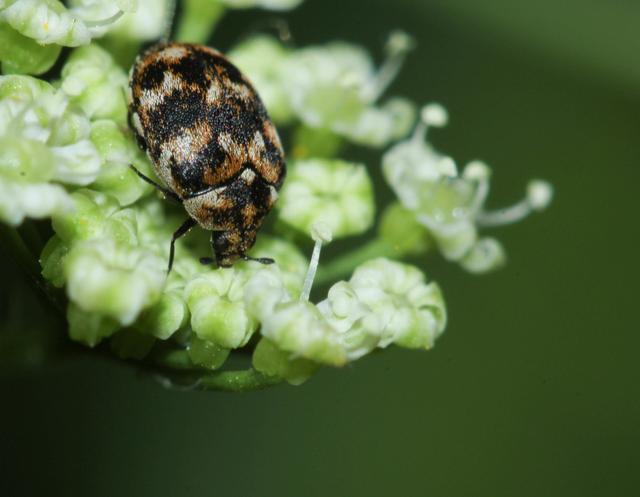 Plaatje bij antwoord