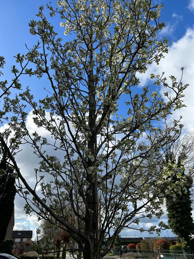 Picture for question