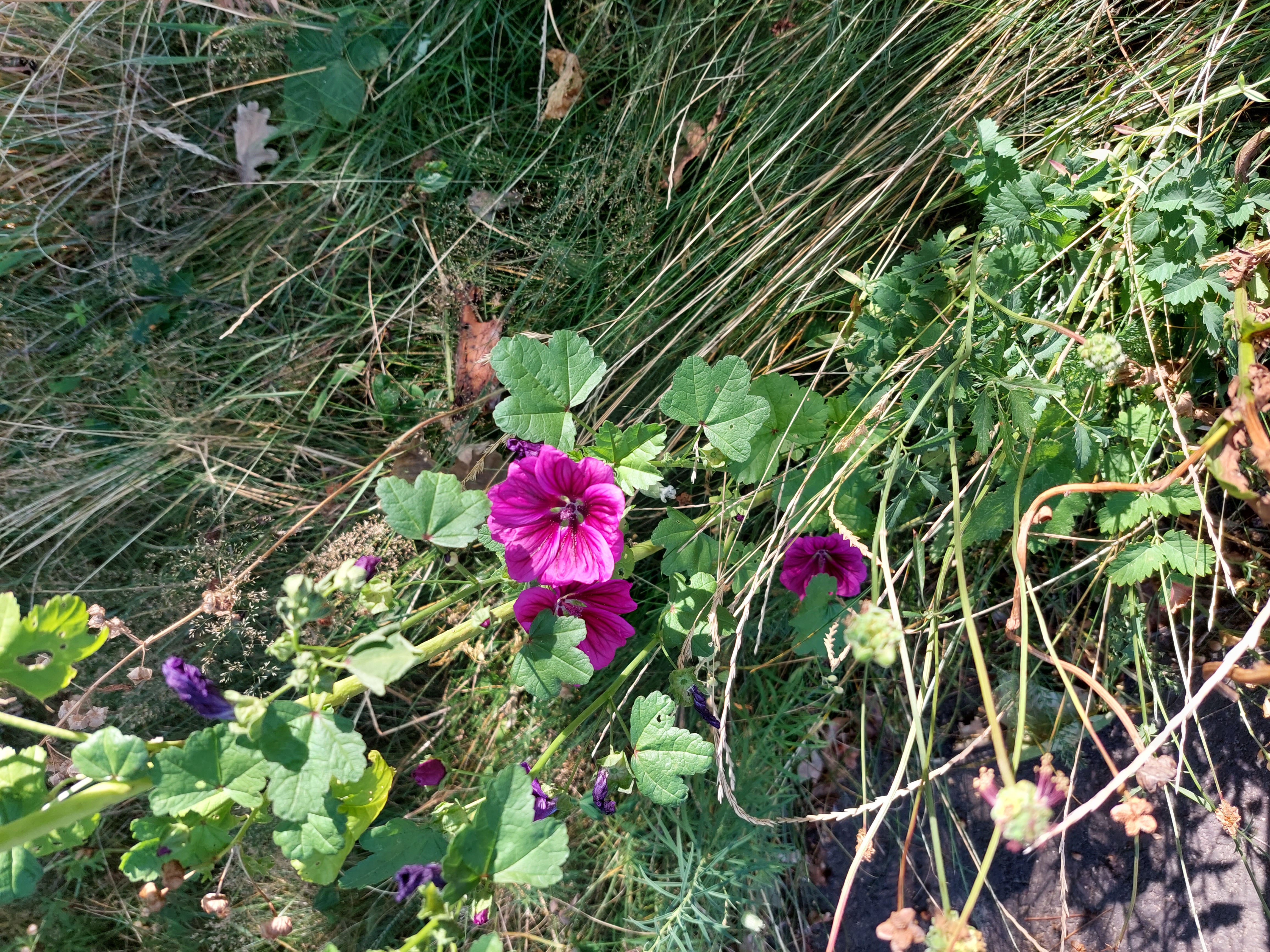 Picture for question