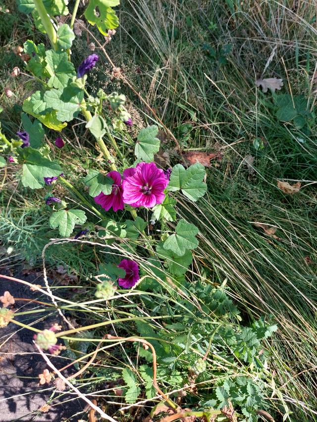 Picture for question