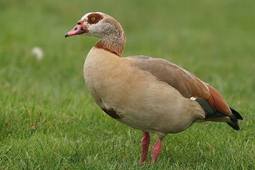 Plaatje bij antwoord