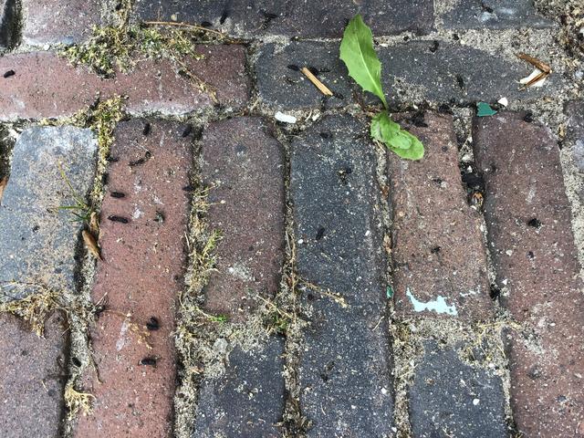 Picture for question