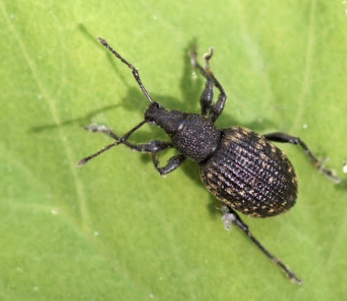 Plaatje bij antwoord