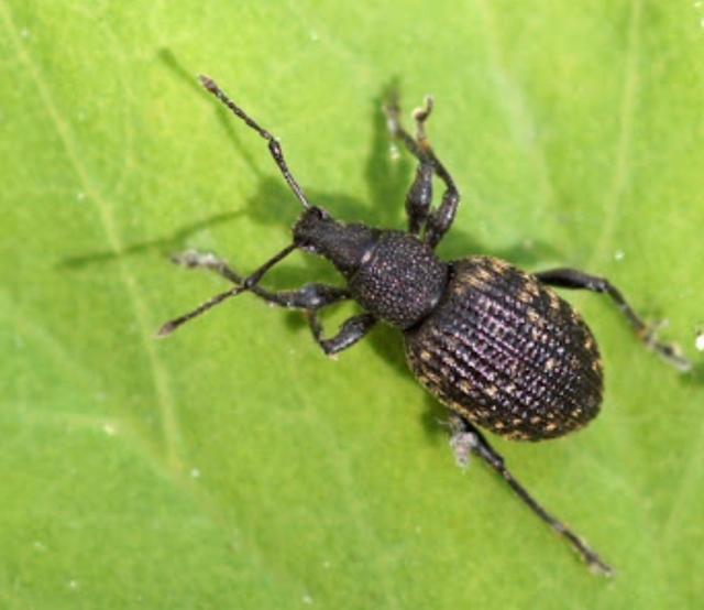 Plaatje bij antwoord