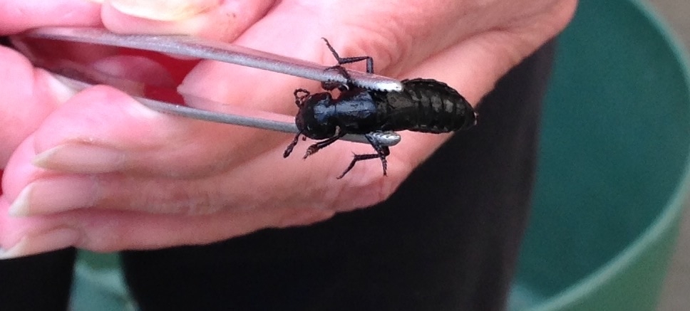 Picture for question