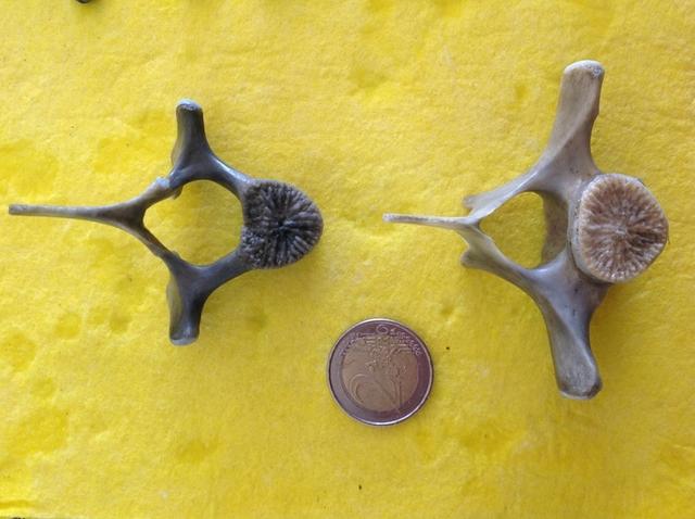 Plaatje bij antwoord