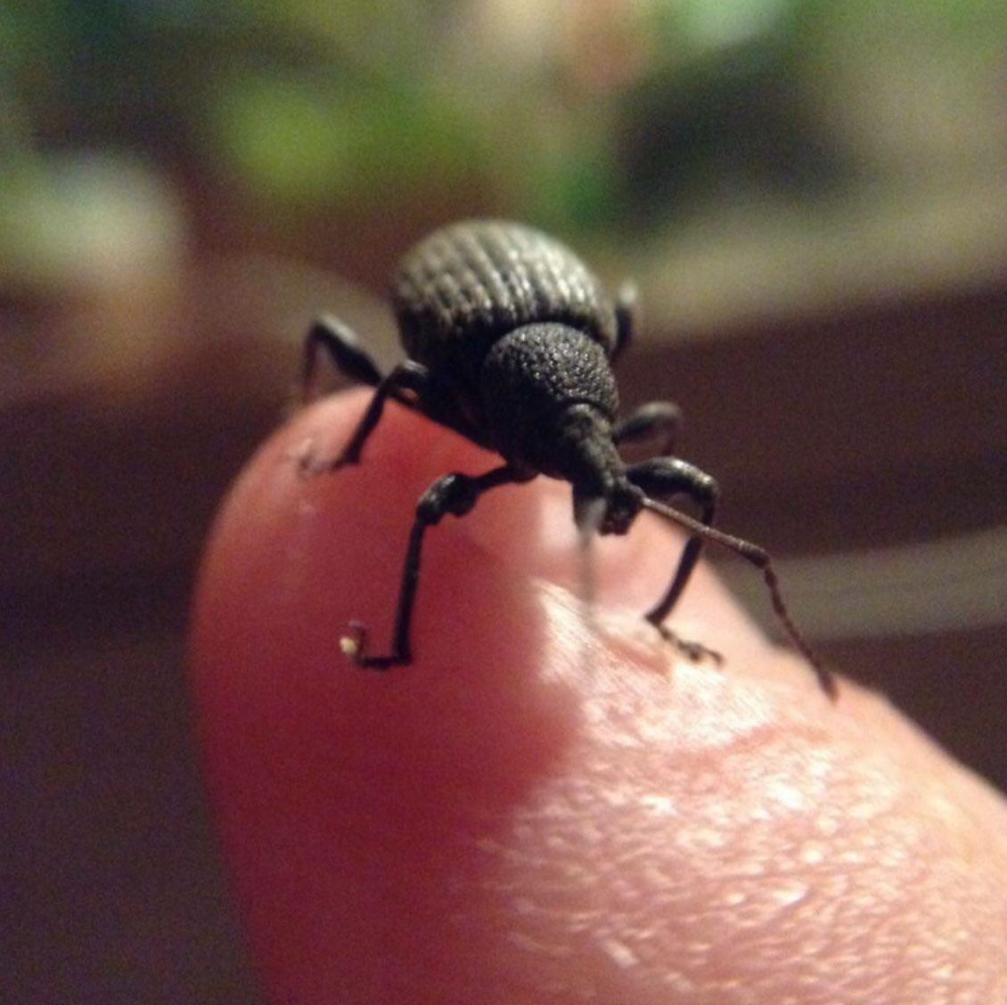 Plaatje bij antwoord