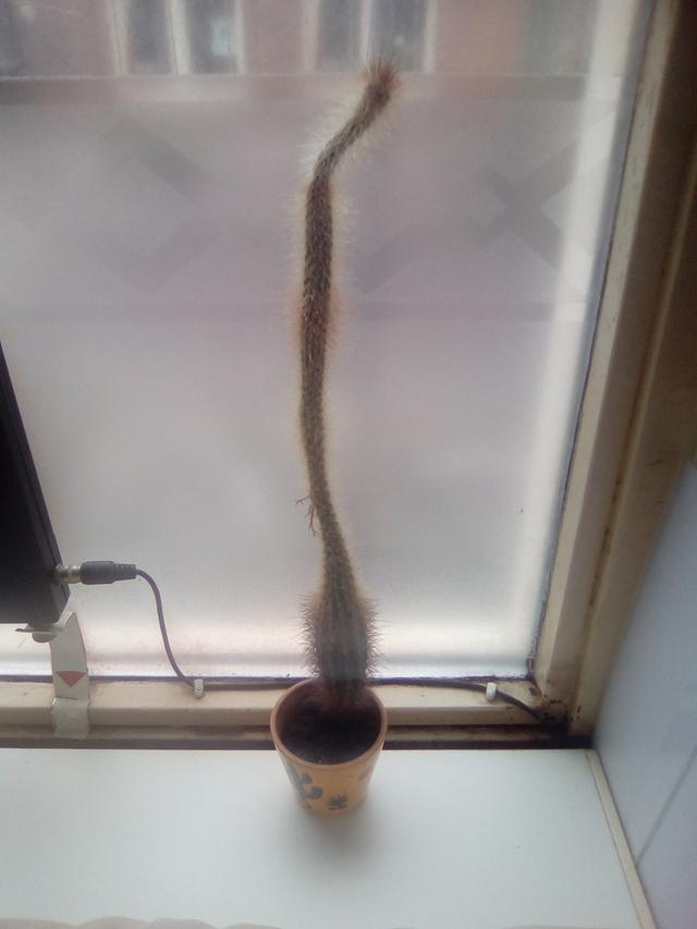 Picture for question