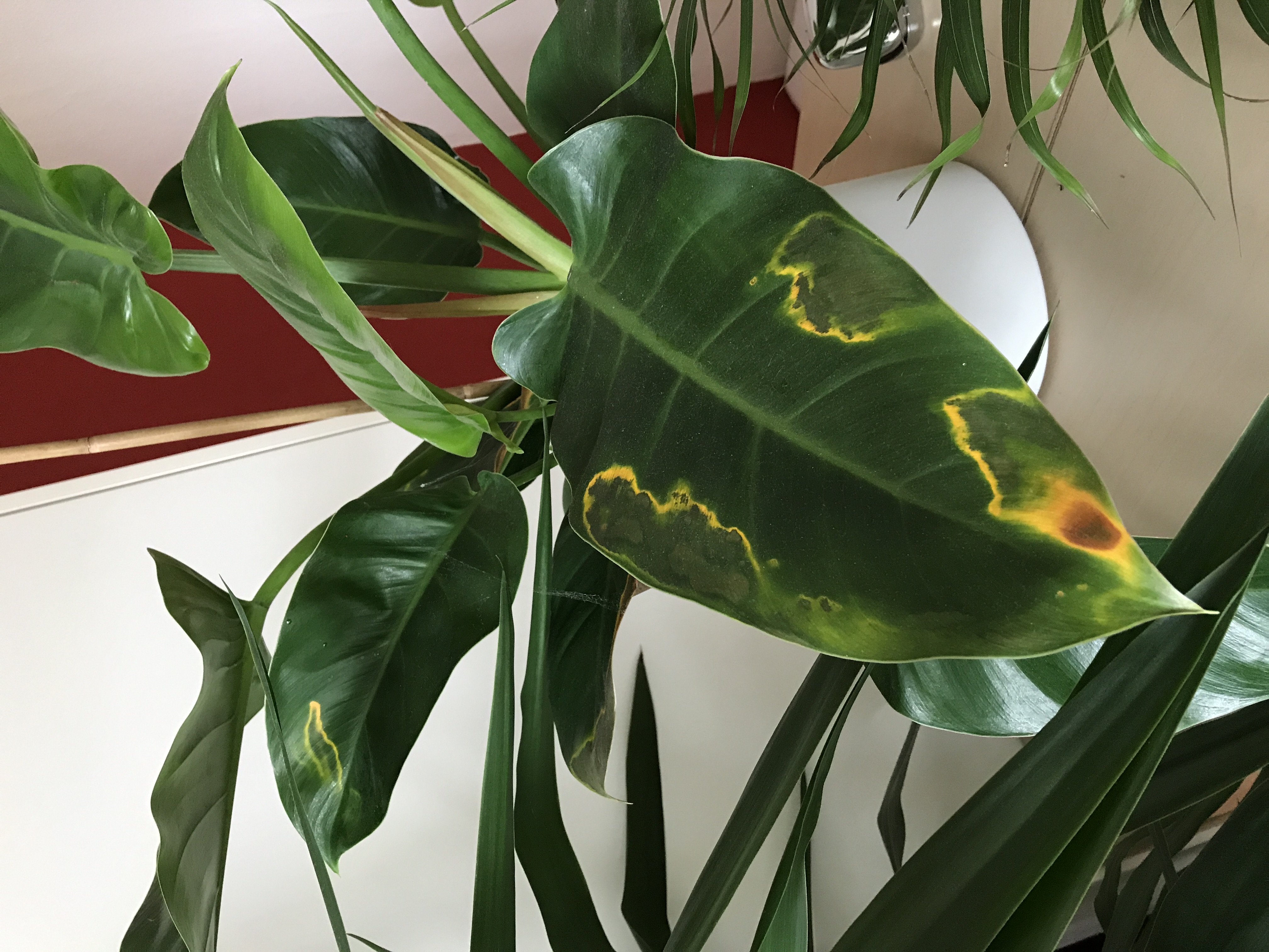 Picture for question