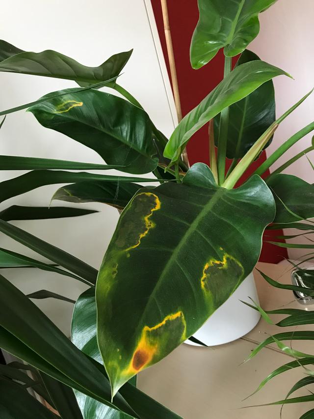 Picture for question