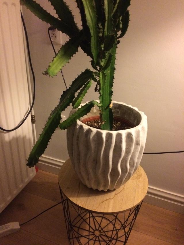 Picture for question