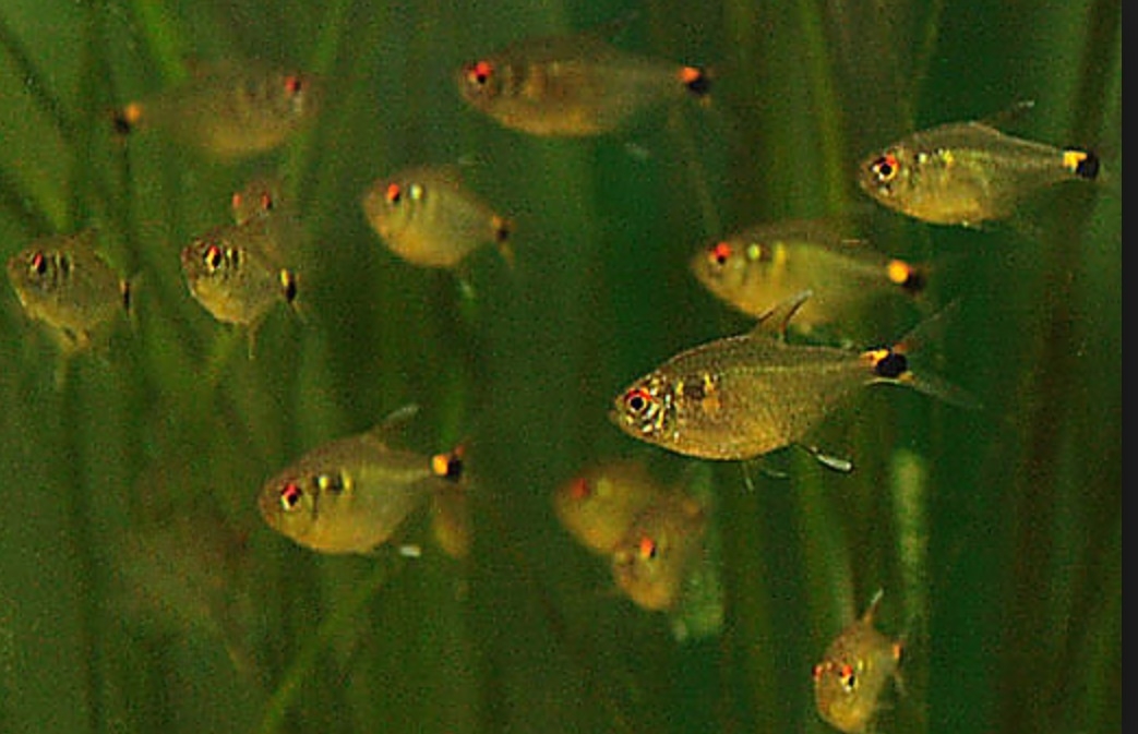 Plaatje bij antwoord