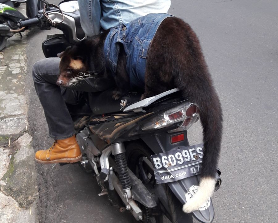 Picture for question