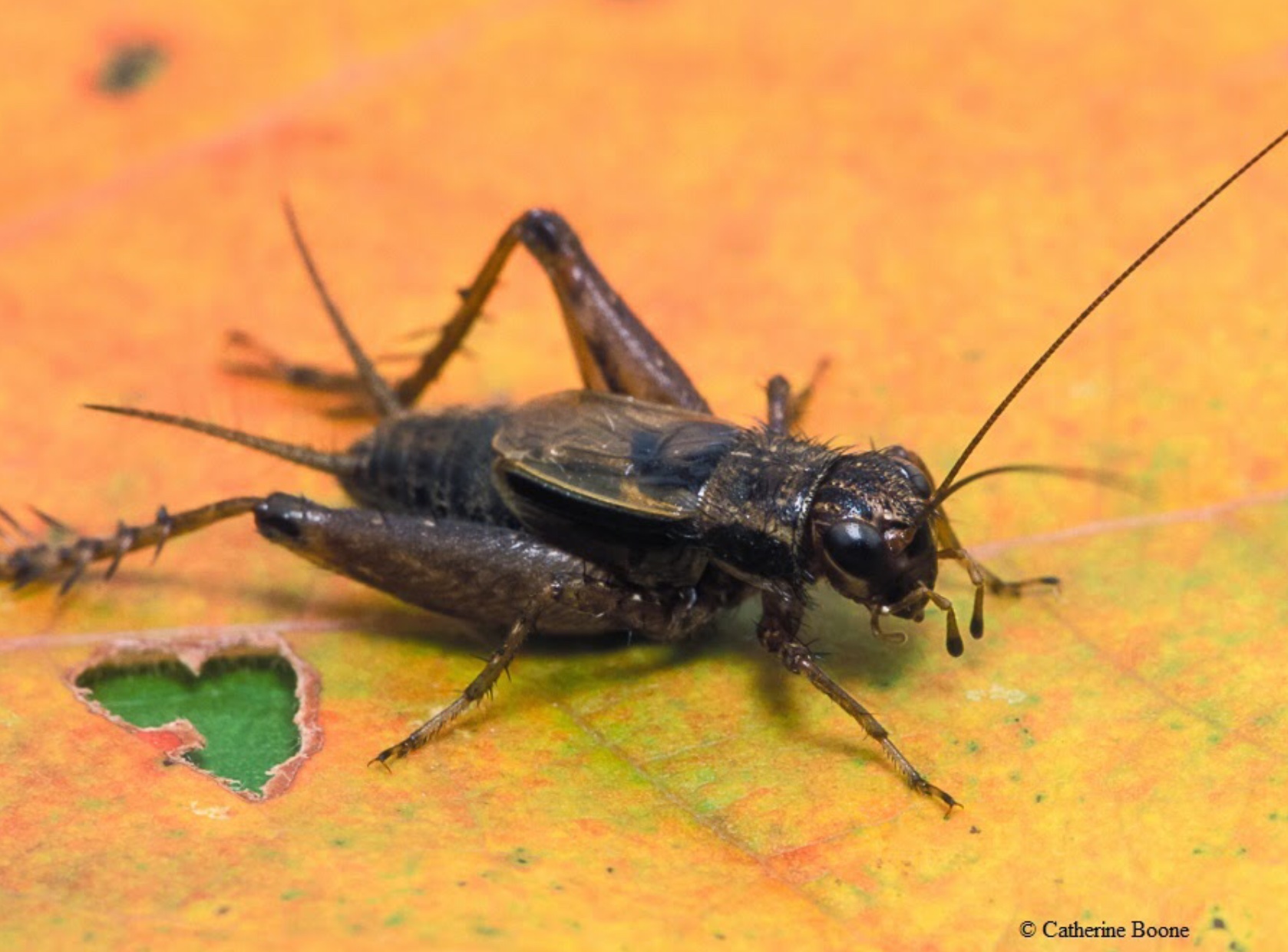 Plaatje bij antwoord