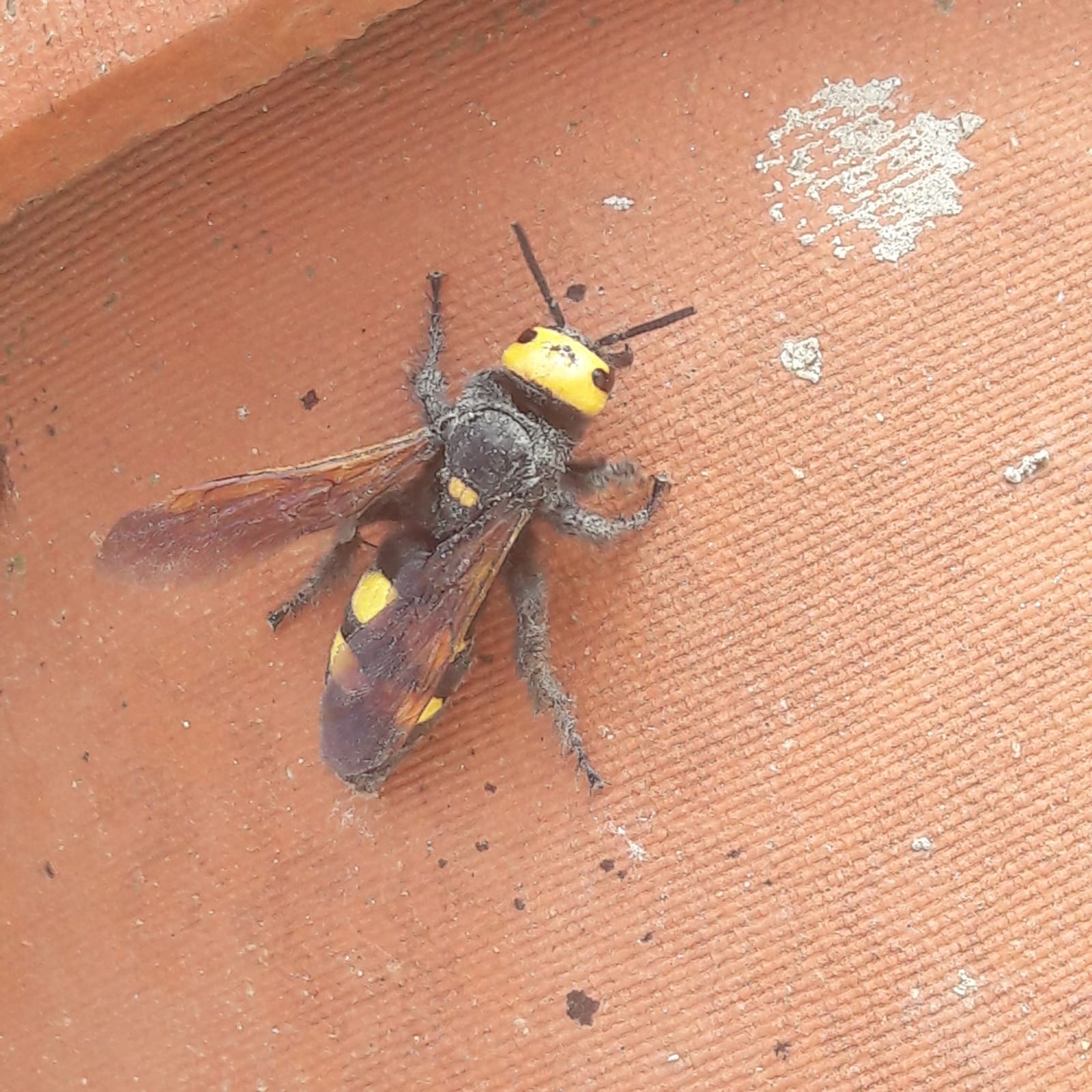 Picture for question