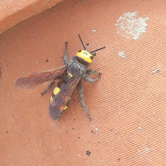 Picture for question