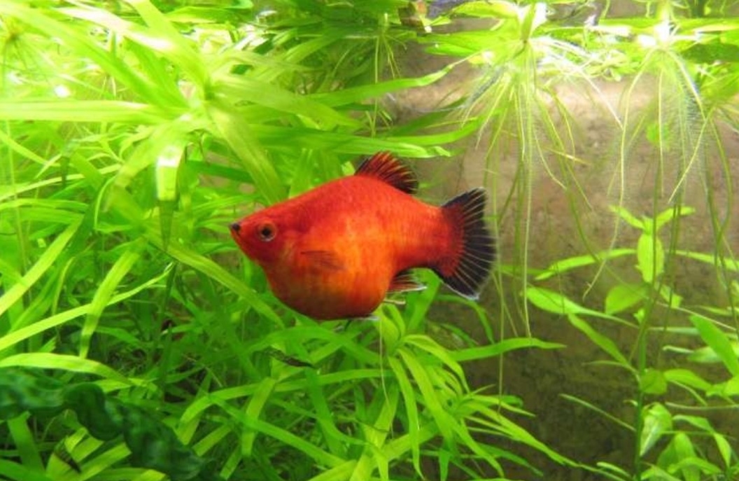 Plaatje bij antwoord