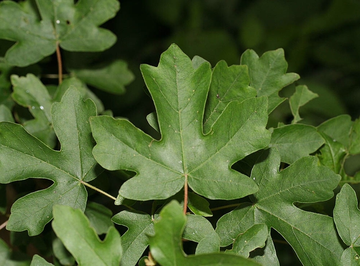 Plaatje bij antwoord