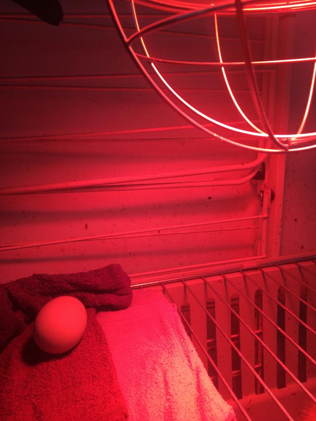 Picture for question