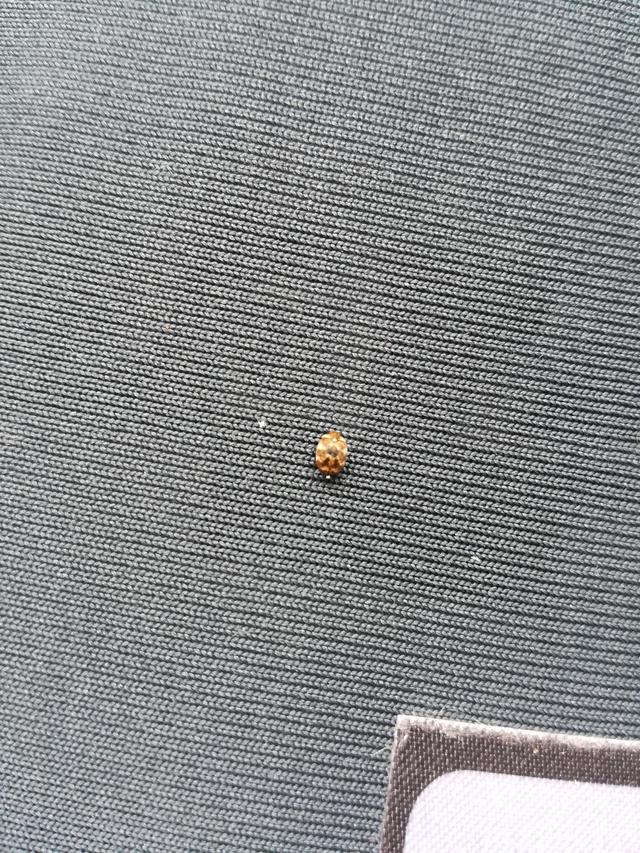 Picture for question