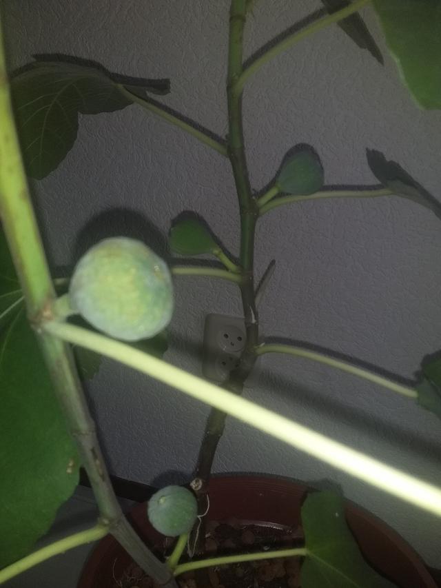 Picture for question