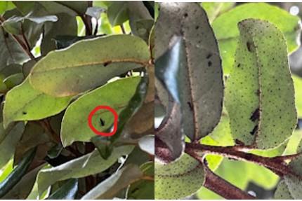 Picture for question