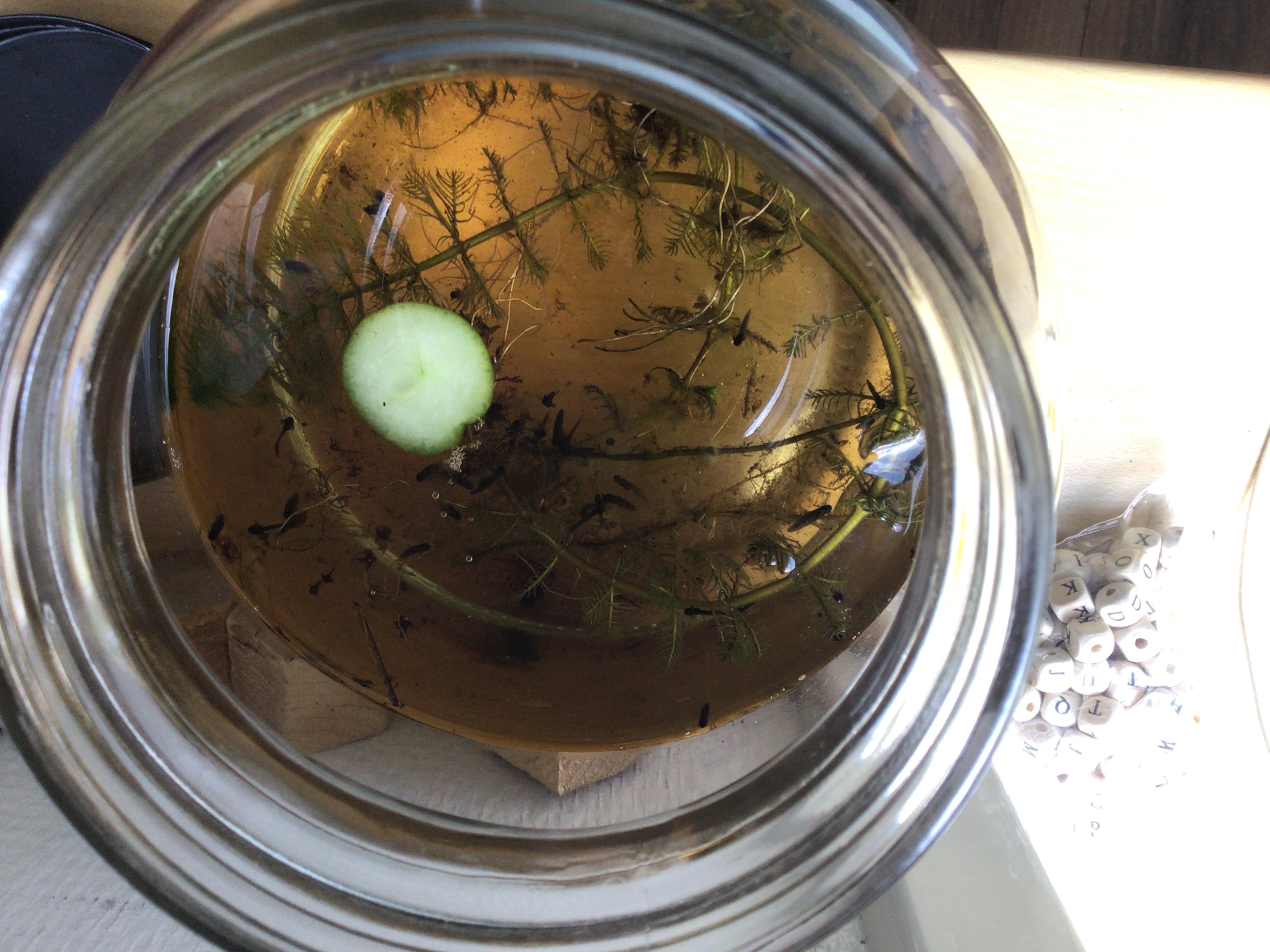 Picture for question