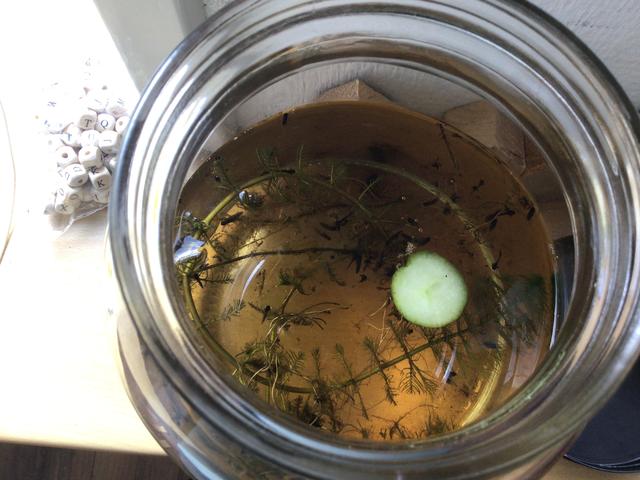 Picture for question