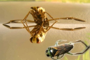 Plaatje bij antwoord