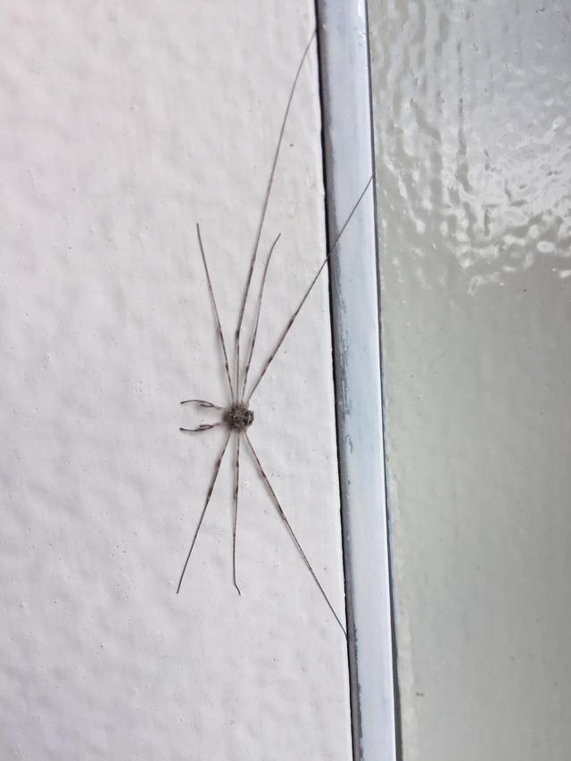 Picture for question