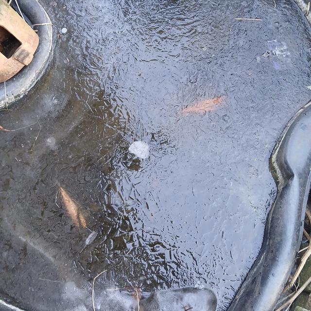Picture for question