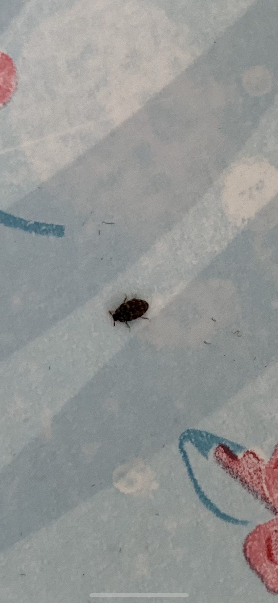 Picture for question