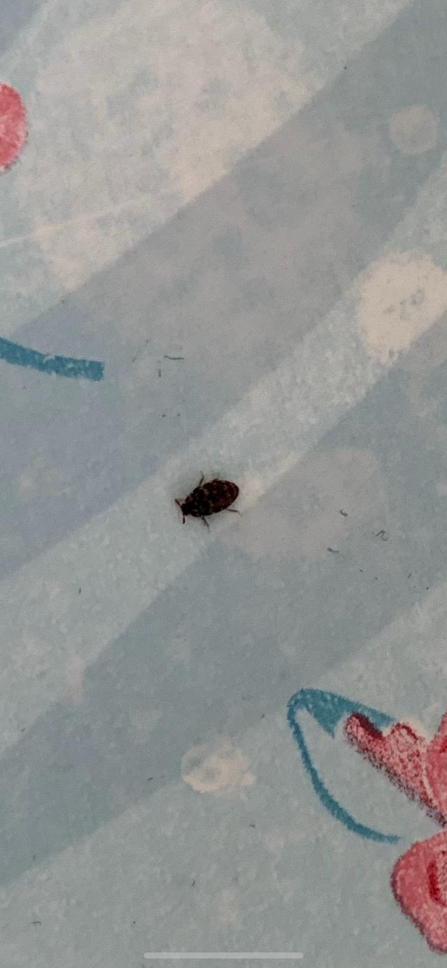 Picture for question