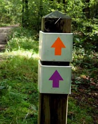 Picture for question