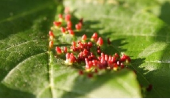 Plaatje bij antwoord