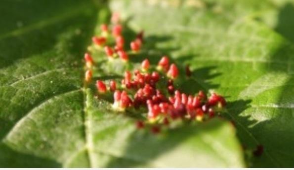 Plaatje bij antwoord