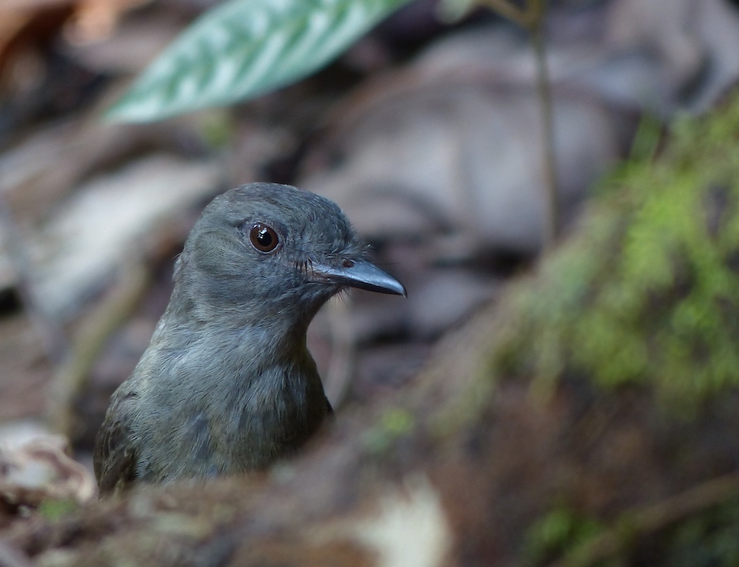 Plaatje bij antwoord