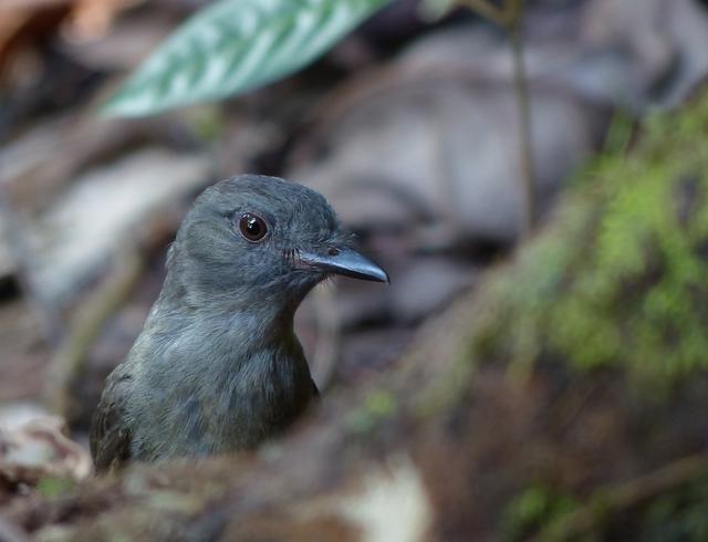 Plaatje bij antwoord