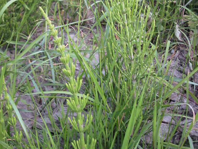 Plaatje bij antwoord