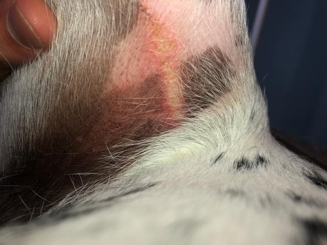 Picture for question