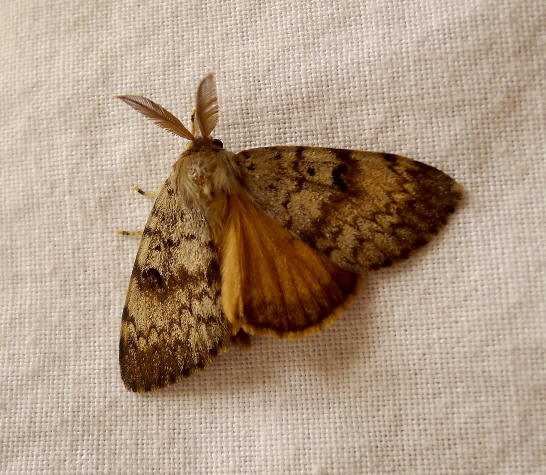 Plaatje bij antwoord