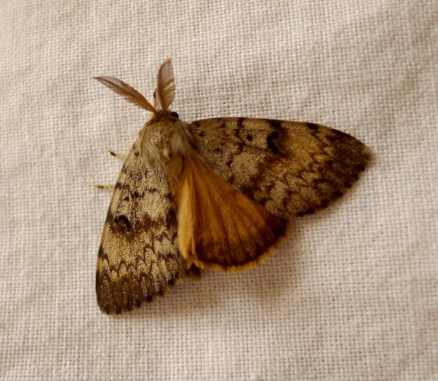 Plaatje bij antwoord