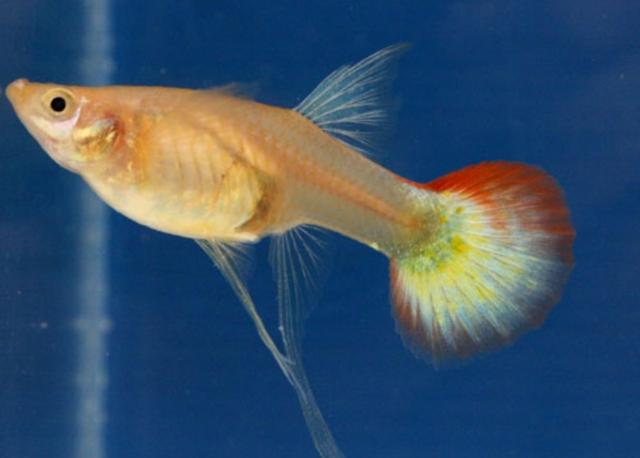 Plaatje bij antwoord