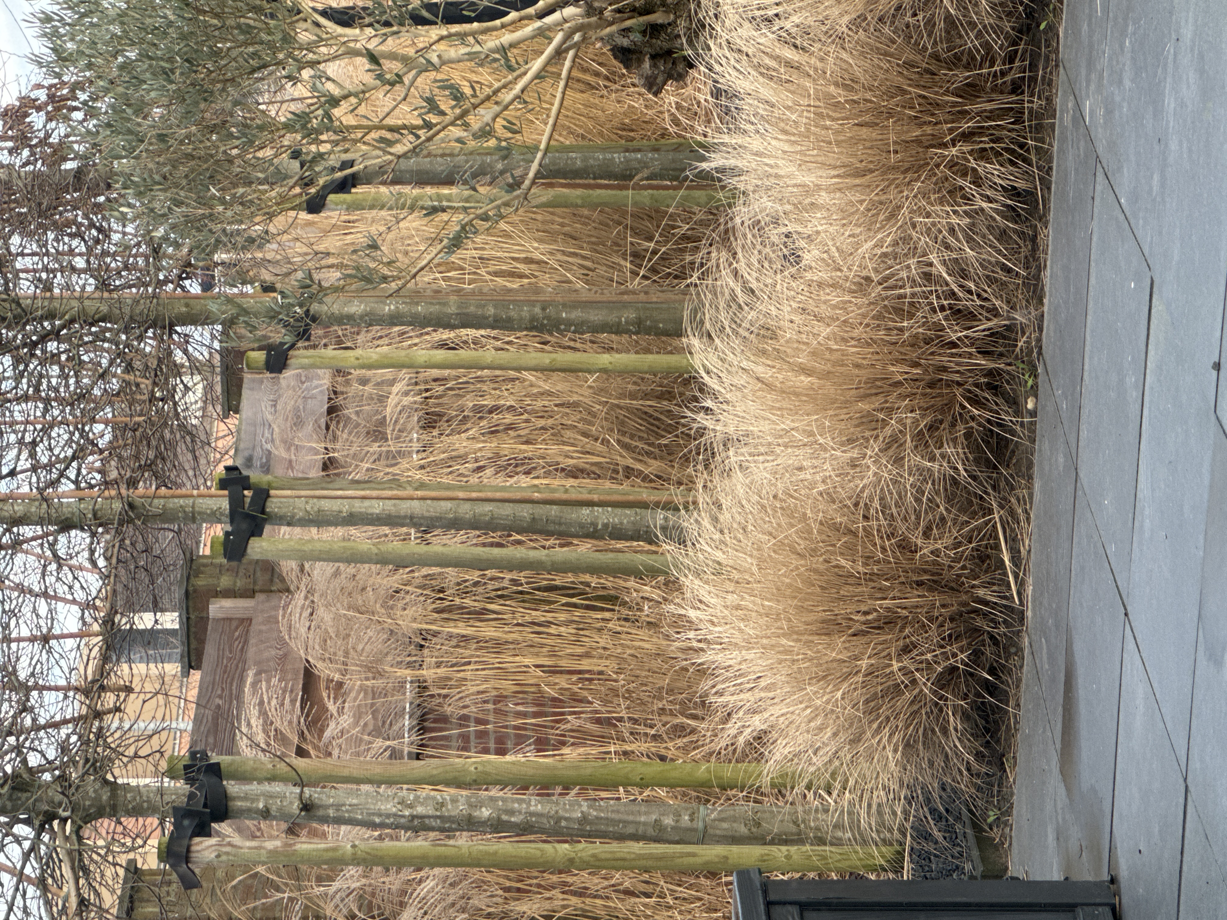 Picture for question