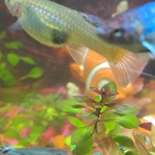 Picture for question