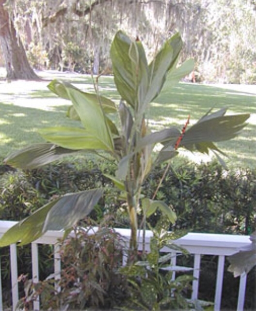 Plaatje bij antwoord