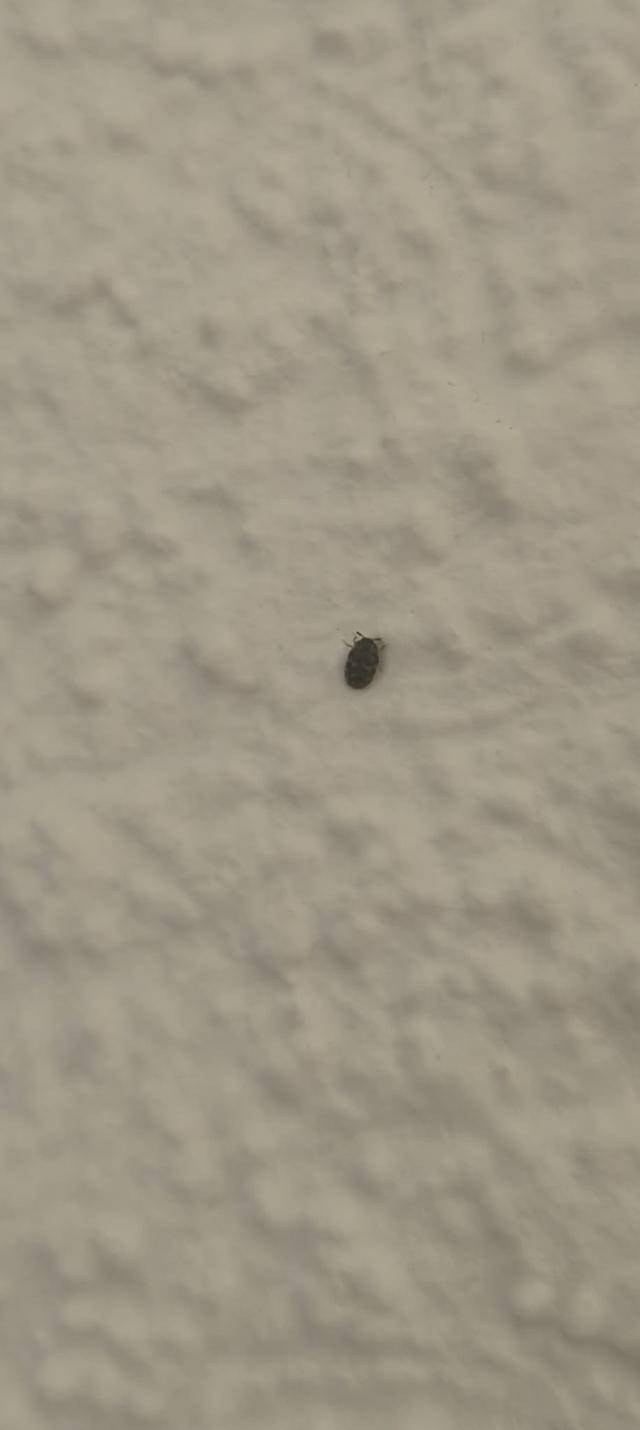 Picture for question