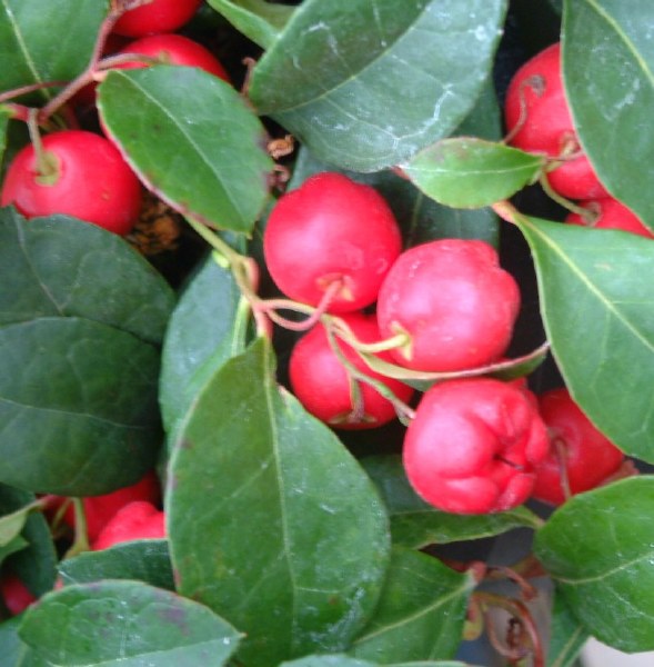 Plaatje bij antwoord